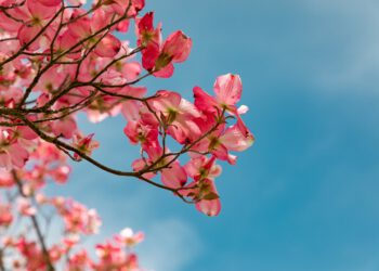 Botanischer Garten Bremen