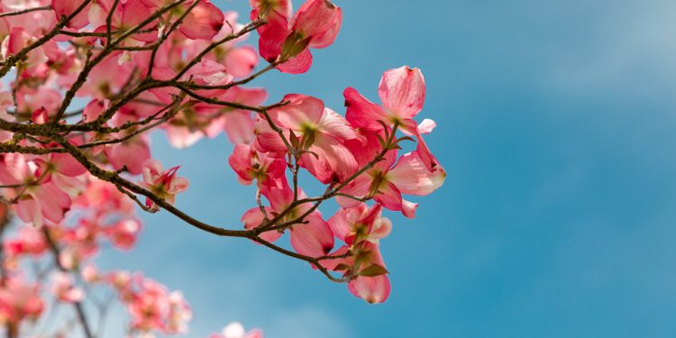 Botanischer Garten Bremen