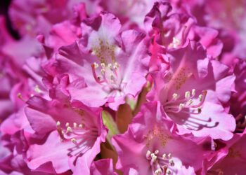 Rhododendron-Park Bremen