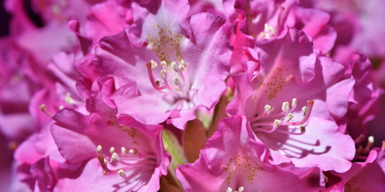 Rhododendron-Park Bremen